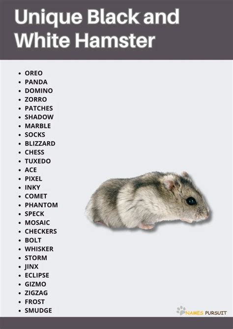 black and white hamster names